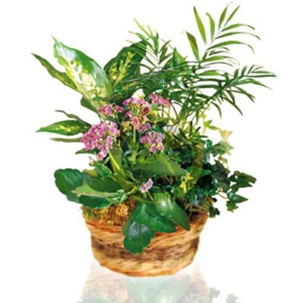 Arrangement of Plants