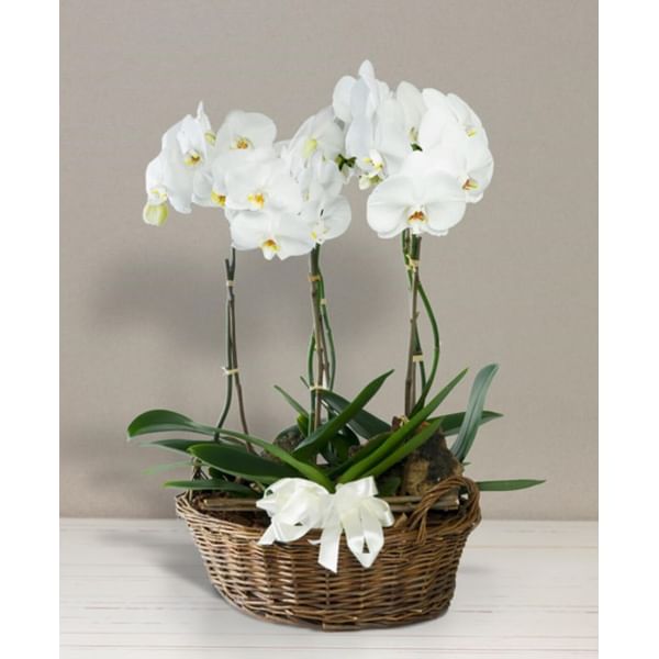 Basket with orchids