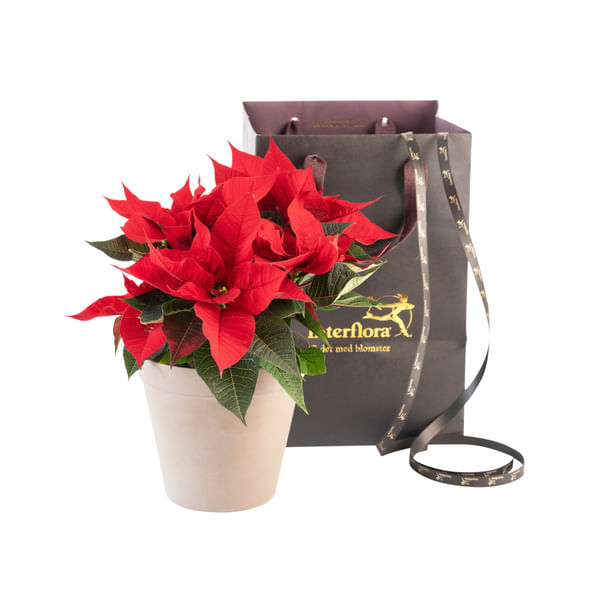 Christmas Tradition Red 240541