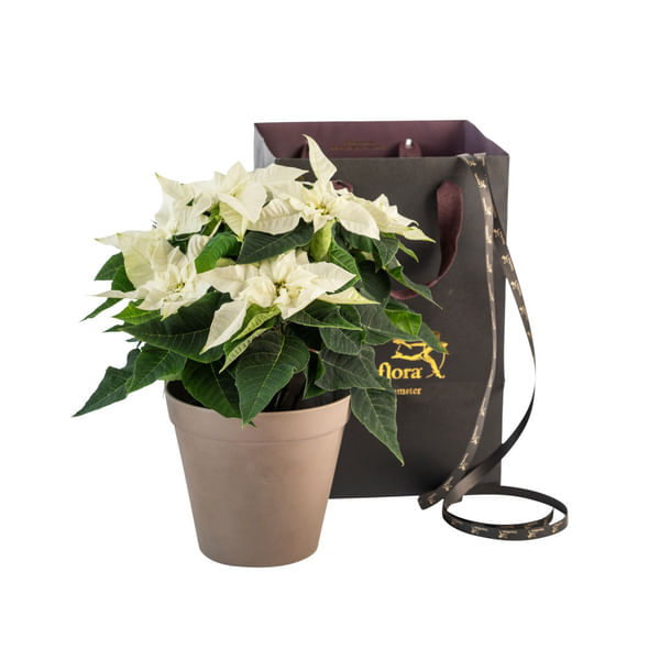 Christmas Tradition White  240543