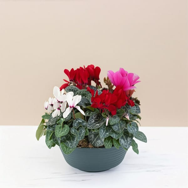 Composition Cyclamens