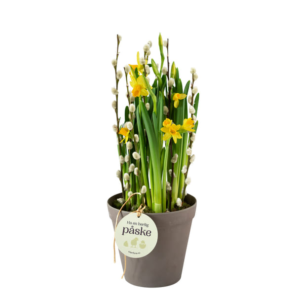 Daffodil Joy 240151