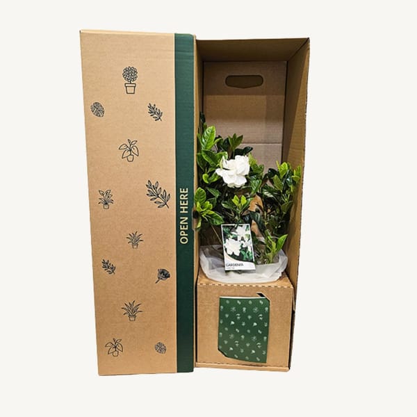 Gardenia White Flower