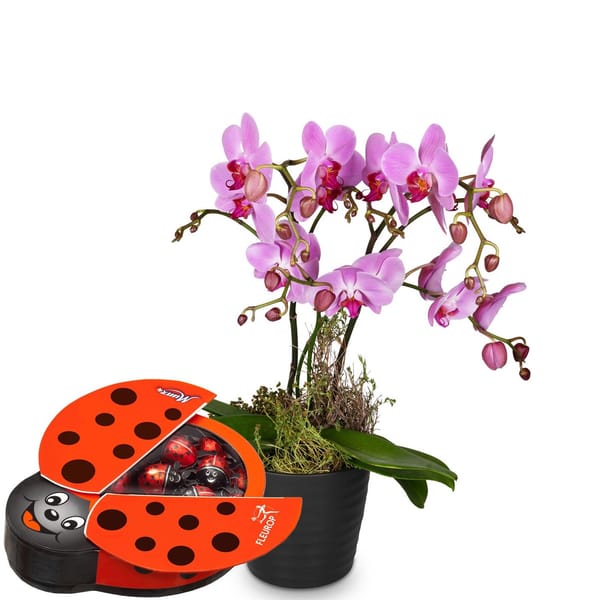 Indoor plant 'Pink Dream' orchid with Munz chocolate ladybir