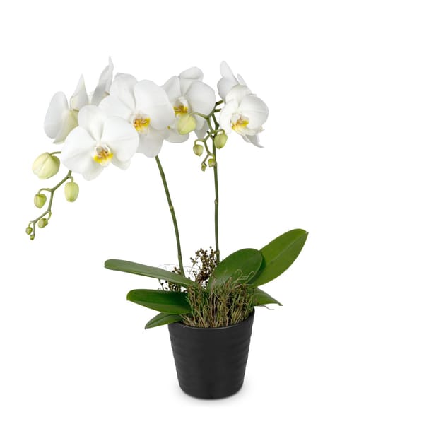 Indoor plant White Dream orchid
