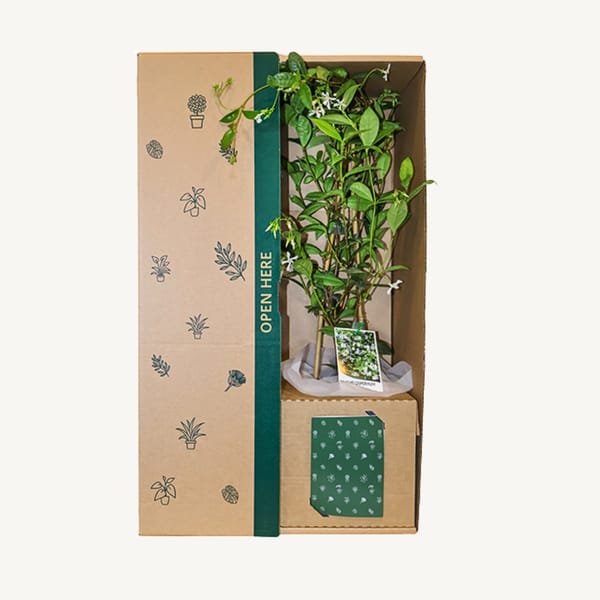 Jasmine White Flower