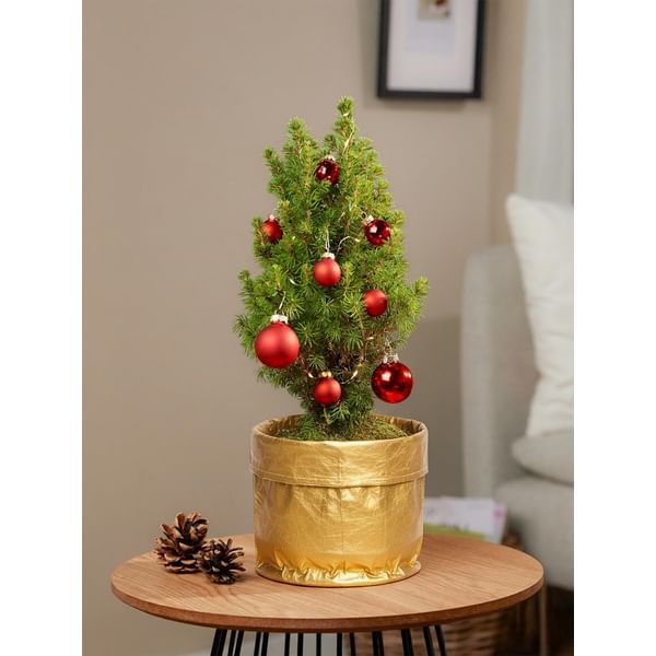 Magical Christmas Greetings