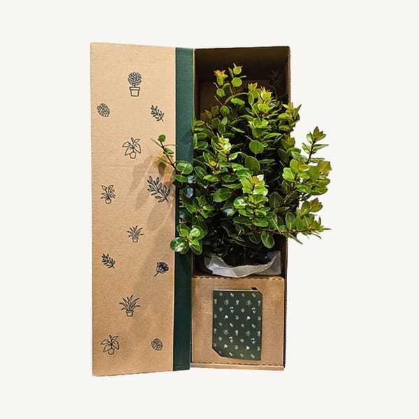 Metrosideros Vibrant