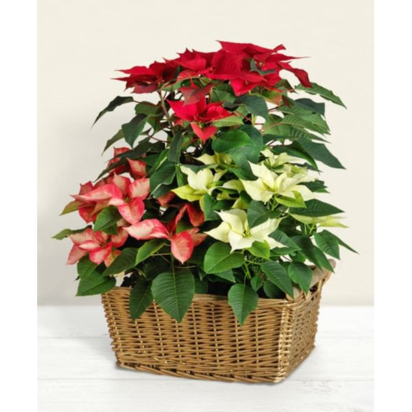 Mixed Poinsettia in cart