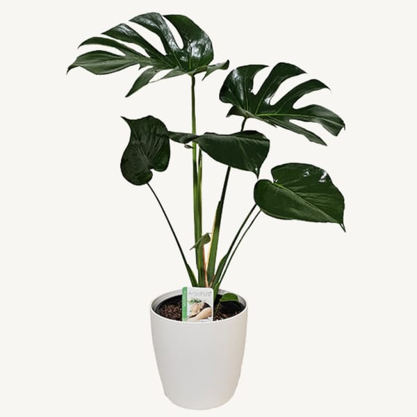 Monstera Deliciosa 