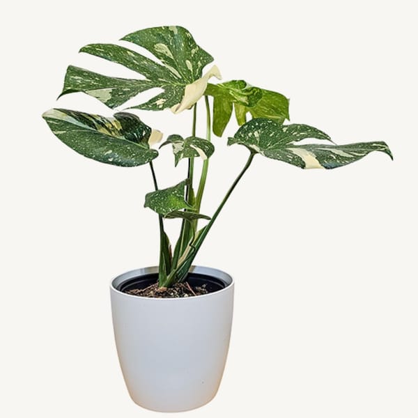 Monstera Thai Constellation 