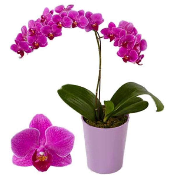 Orchid with One Branch