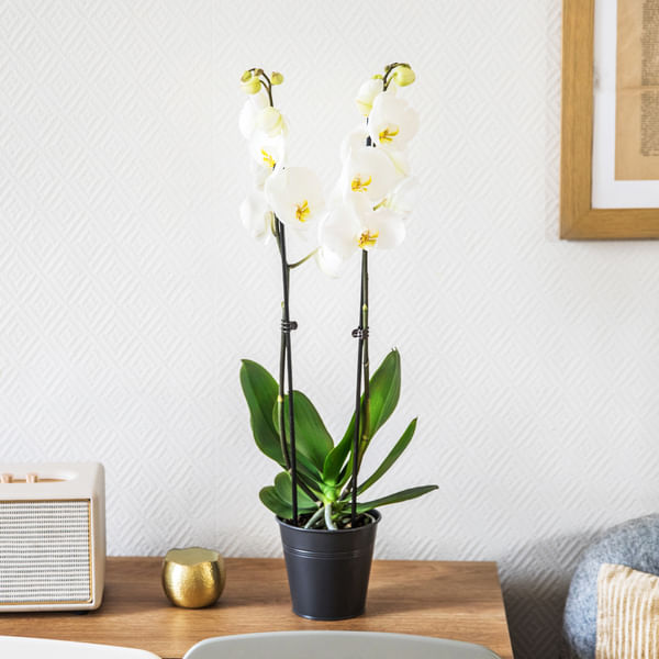 Orchidee Candide - Orchid