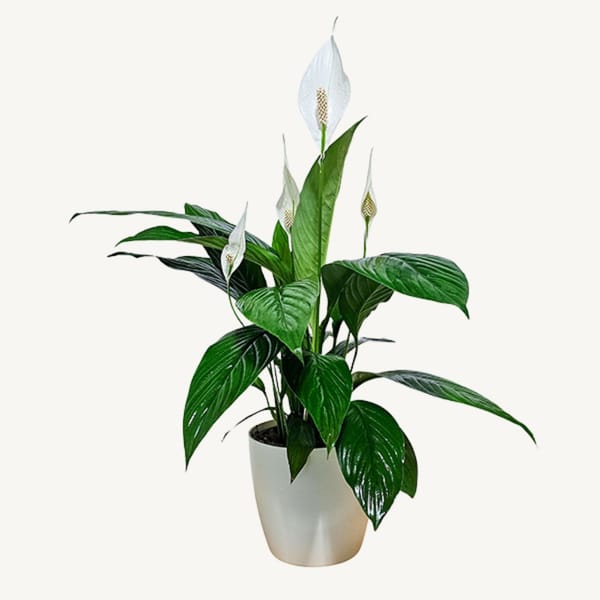 Peace Lily with Flowers