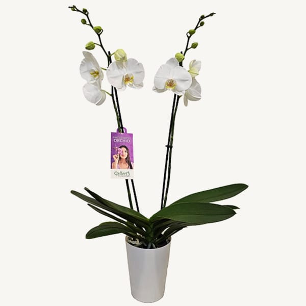 Phalaenopsis Orchid