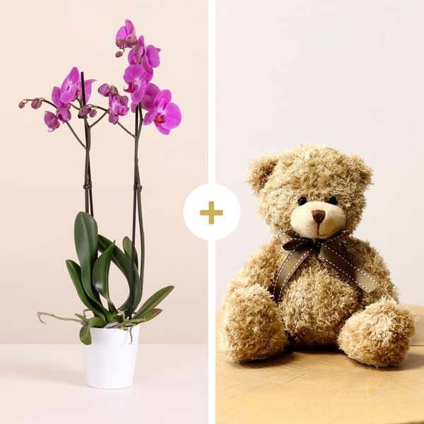 Pink Orchid with Teddy Bear