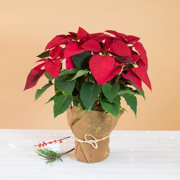 Poinsettia