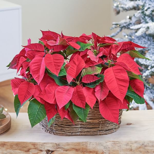 Poinsettia basket