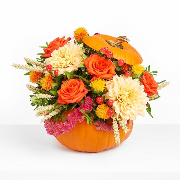 Pumpkin Season