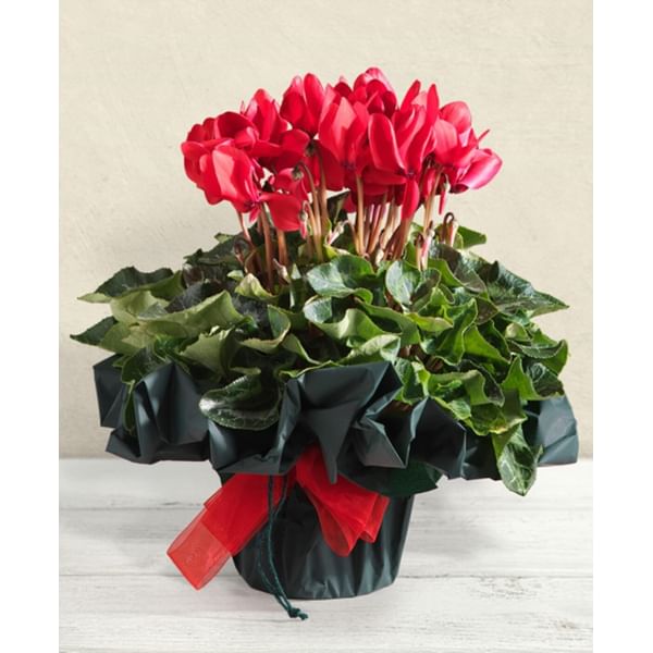 Red Cyclamen plant