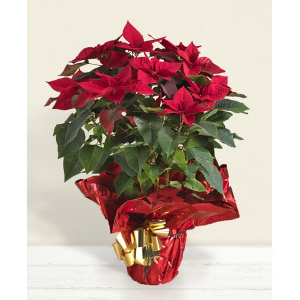 Red poinsettia