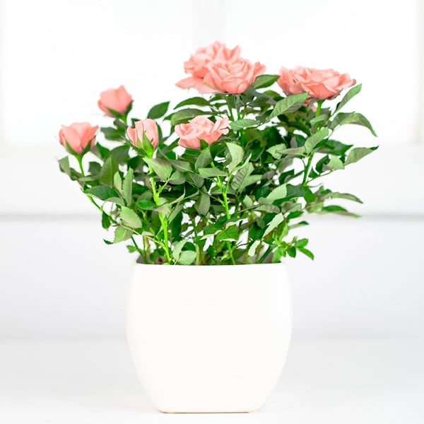 Interflora Roses Potted Rose | Interflora