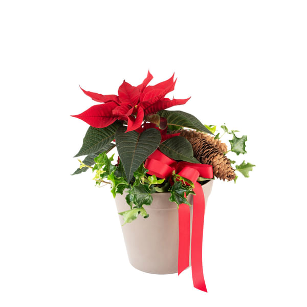 Santas Choice 240549