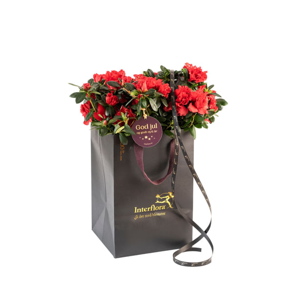 Shimmering Red 240536