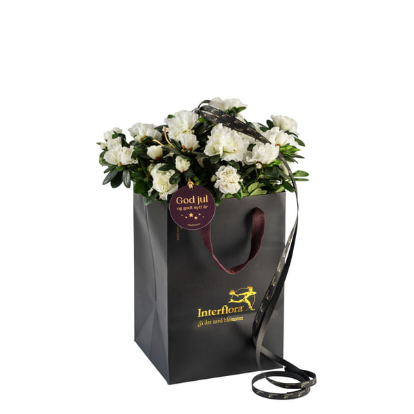 Shimmering White 240533