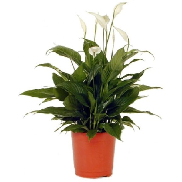 Spathiphyllum