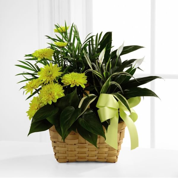 The FTD Loving Light Dishgarden