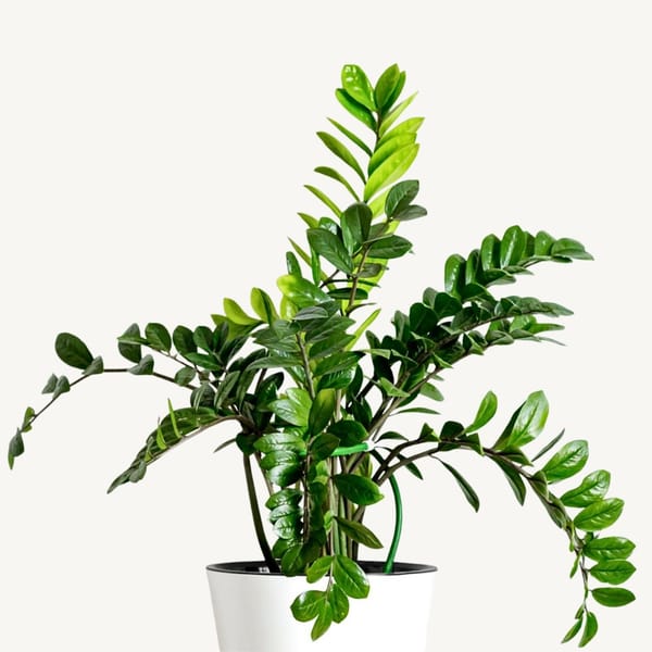 Zamioculcas ZZ