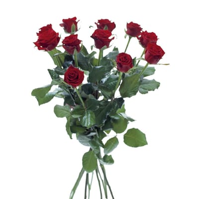 12 Short Red Stem Roses | Interflora