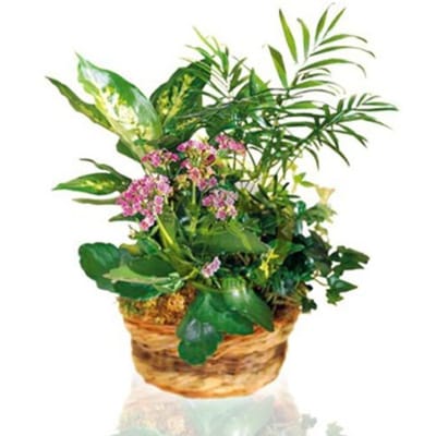 Send Flowers From NZ to Turkey | Arrangement of Plants | Interflora