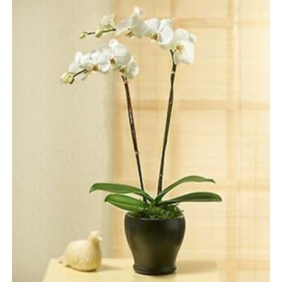 Send Flowers From NZ to Turkey | PHALEONOPSIS ORCHID PLAN IN POT WITH ...