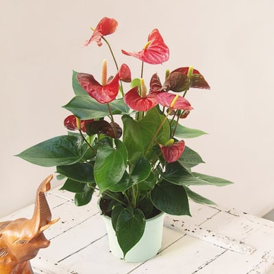 Red Anthurium | Interflora